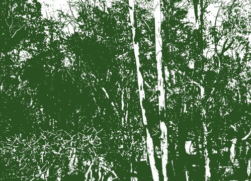 ERIC HYNYNEN - In to the Wild